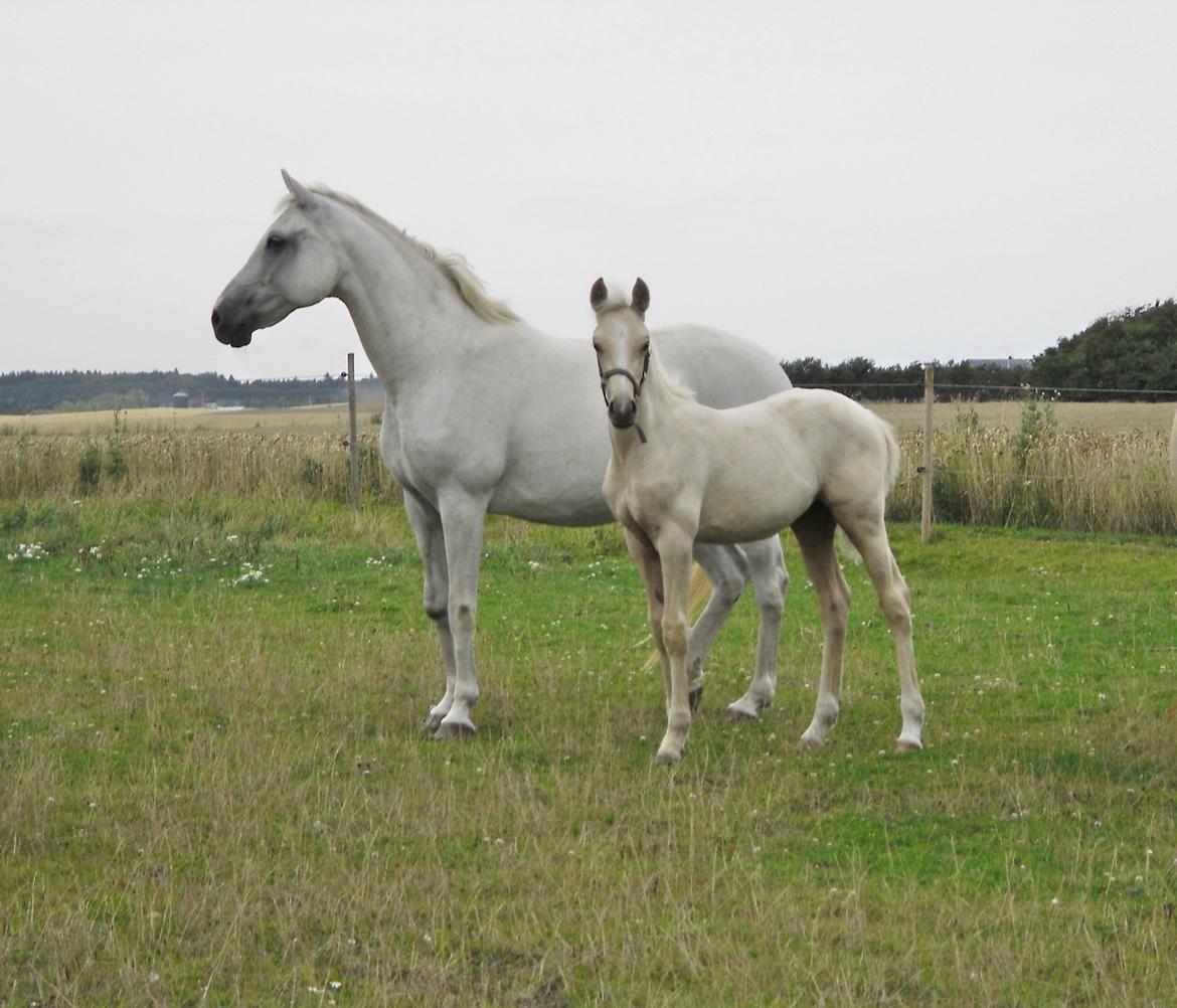 Anden særlig race Nørgaardhus's Cala - Sammen med mor, august 2013 billede 4