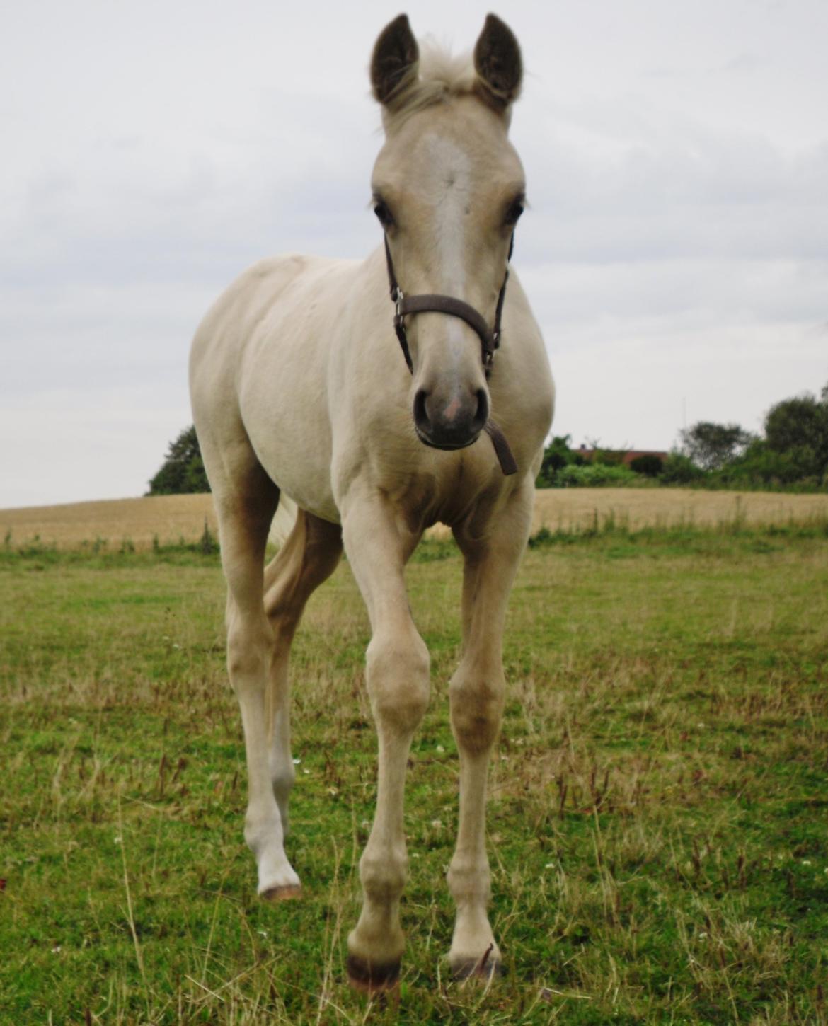 Anden særlig race Nørgaardhus's Cala - 3 måneder.. billede 6
