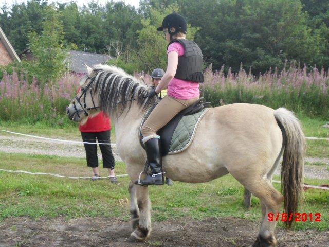 Fjordhest Saga billede 9