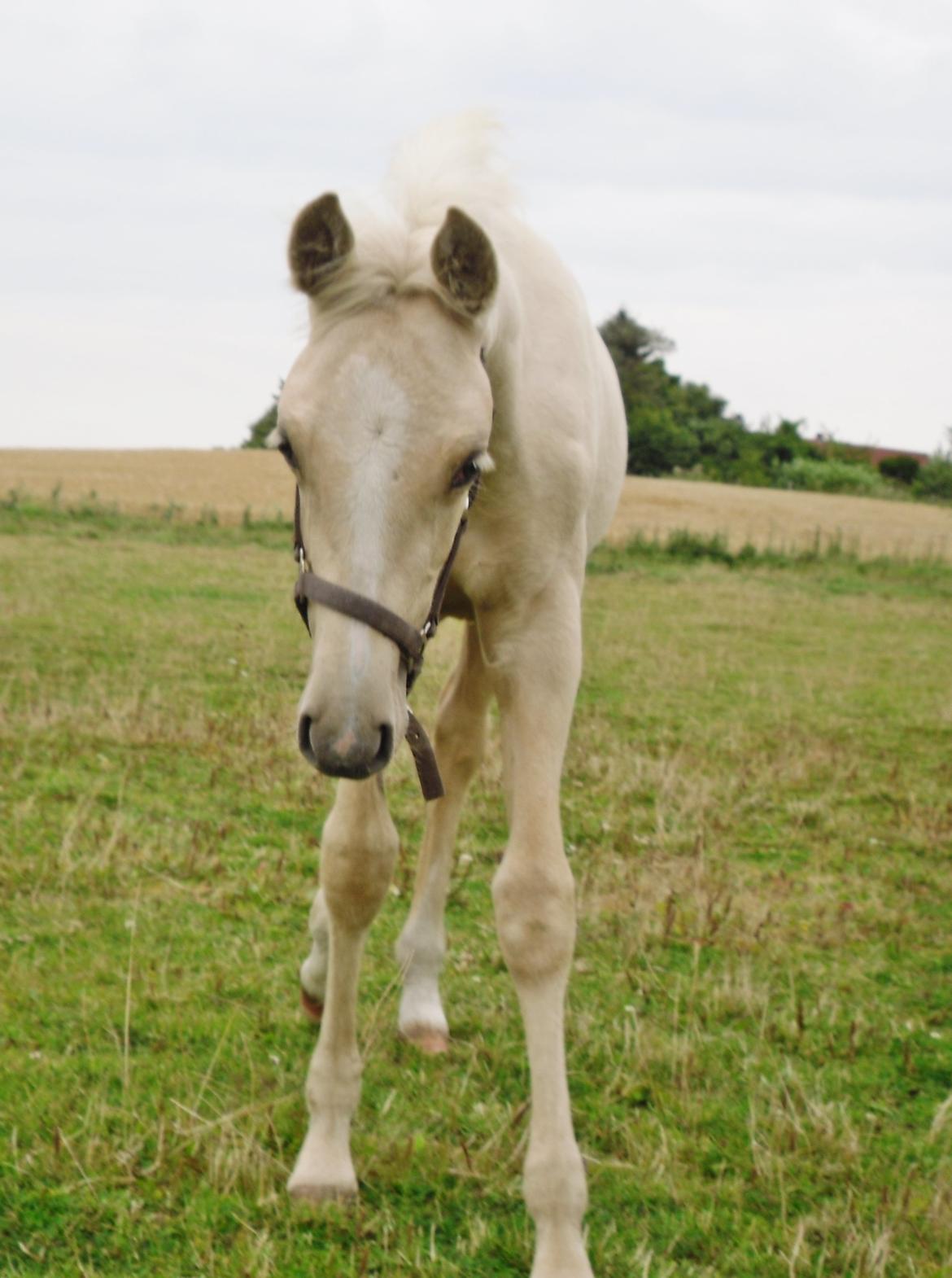 Anden særlig race Nørgaardhus's Cala - 3 måneder, -halløj halløj! billede 7