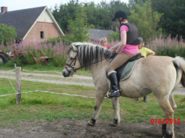 Fjordhest Saga billede 10