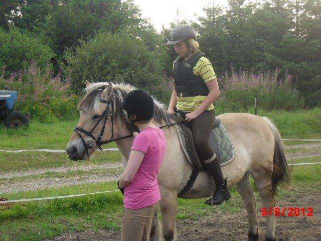 Fjordhest Saga billede 12