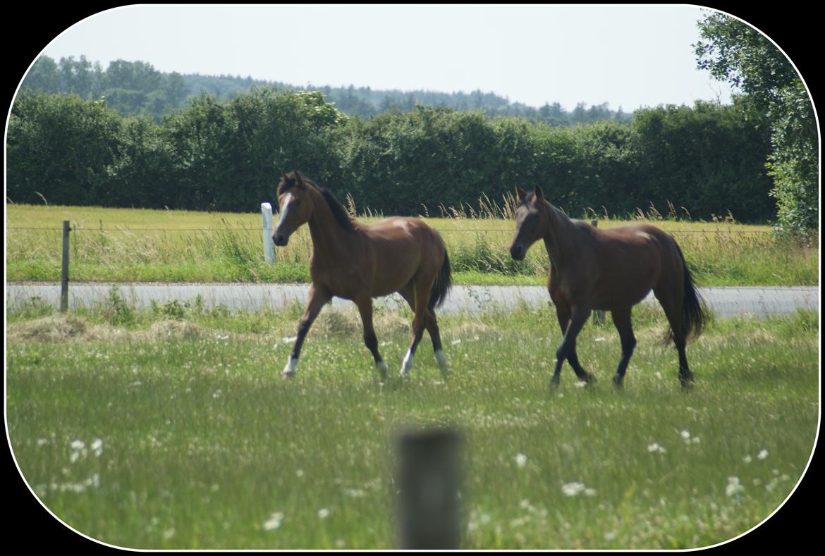 Welsh Partbred (Sec F) Skovsmindes Angelique (Angie) - 15/08/2013 billede 30