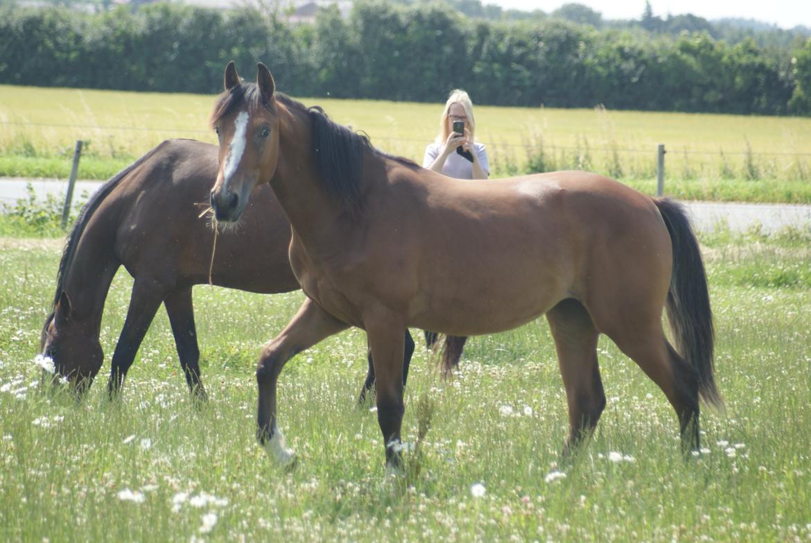 Welsh Partbred (Sec F) Skovsmindes Angelique (Angie) - 15/08/2013 billede 10