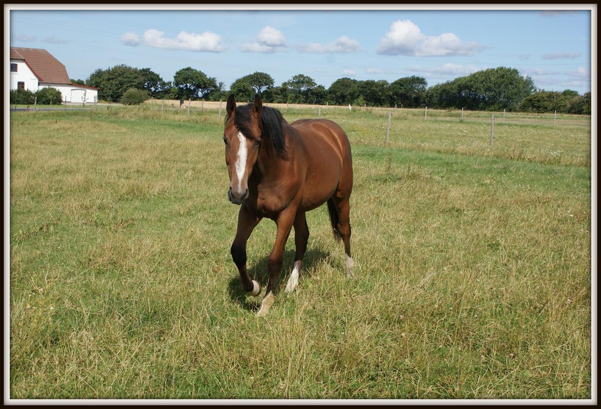 Welsh Partbred (Sec F) Skovsmindes Angelique (Angie) - 15/08/2013 billede 8