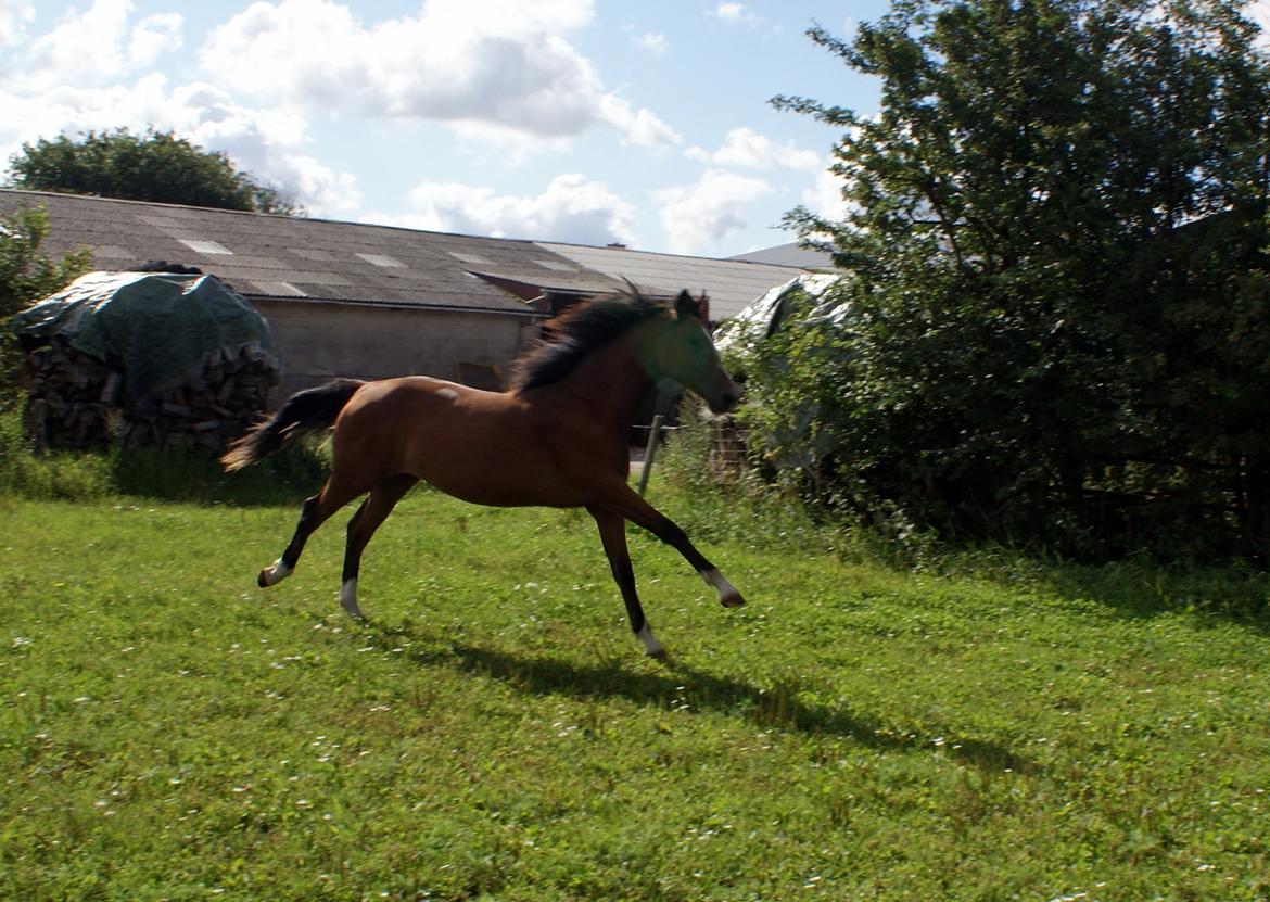 Welsh Partbred (Sec F) Skovsmindes Angelique (Angie) - 15/08/2013 billede 31
