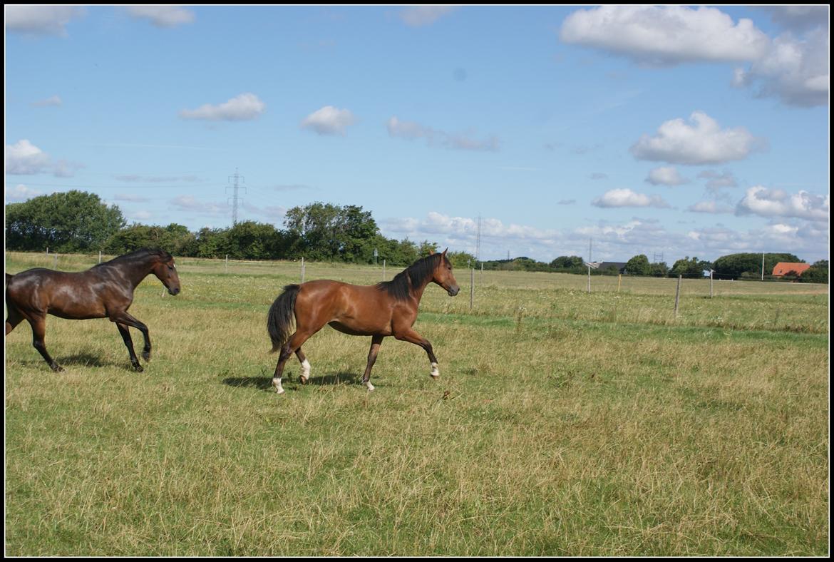 Welsh Partbred (Sec F) Skovsmindes Angelique (Angie) - 15/08/2013 billede 32