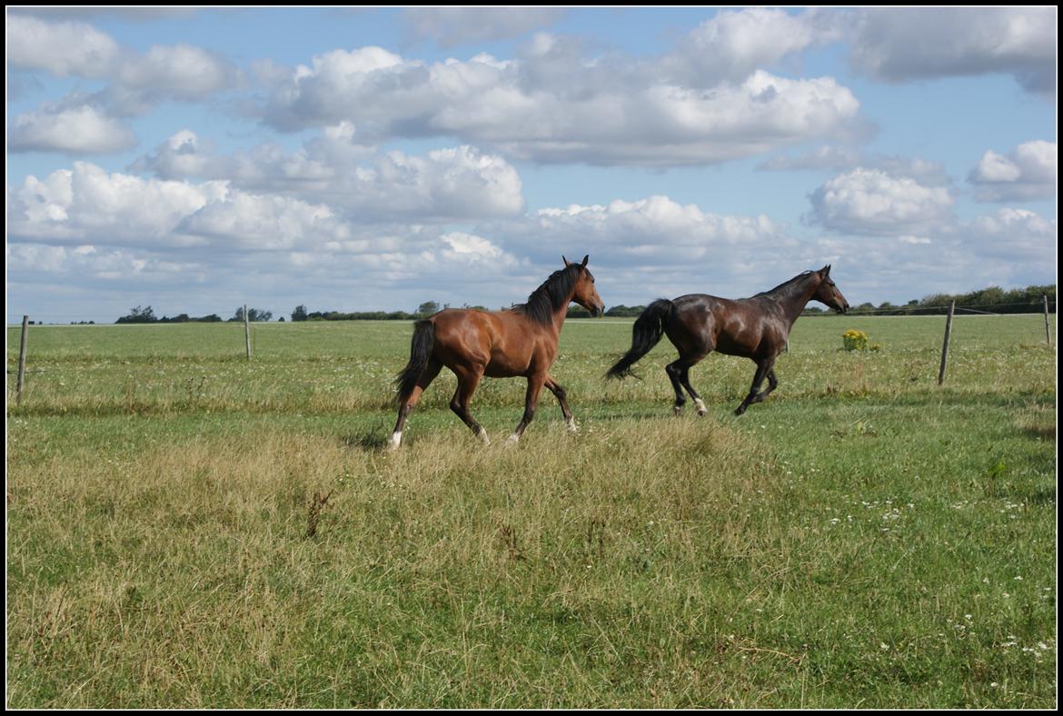 Welsh Partbred (Sec F) Skovsmindes Angelique (Angie) - 15/08/2013 billede 33