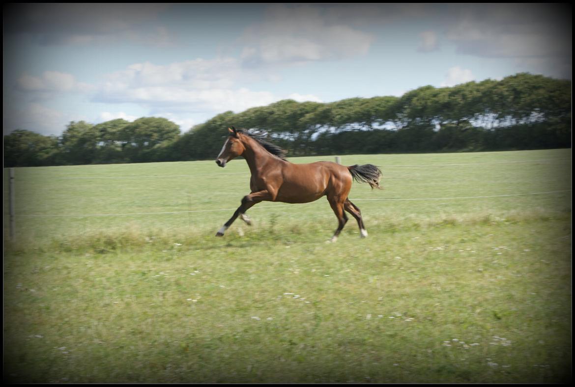 Welsh Partbred (Sec F) Skovsmindes Angelique (Angie) - 15/08/2013 billede 5