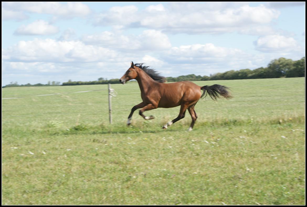 Welsh Partbred (Sec F) Skovsmindes Angelique (Angie) - 15/08/2013 billede 34