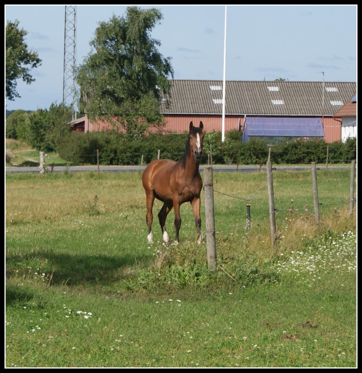 Welsh Partbred (Sec F) Skovsmindes Angelique (Angie) - 15/08/2013 billede 16