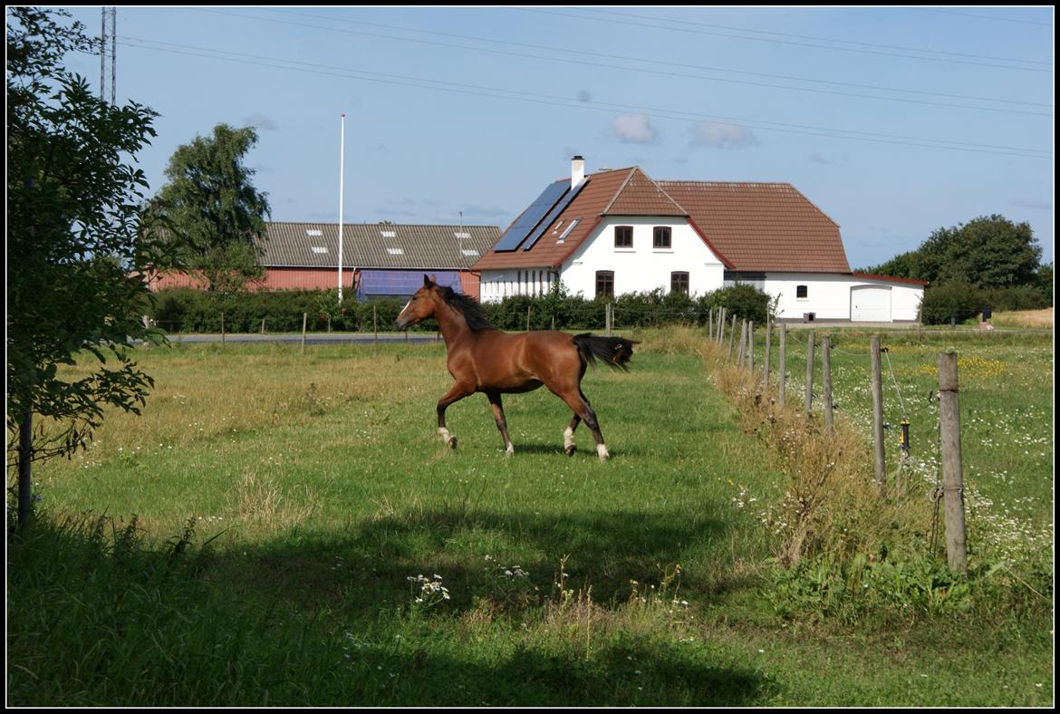 Welsh Partbred (Sec F) Skovsmindes Angelique (Angie) - 15/08/2013 billede 19