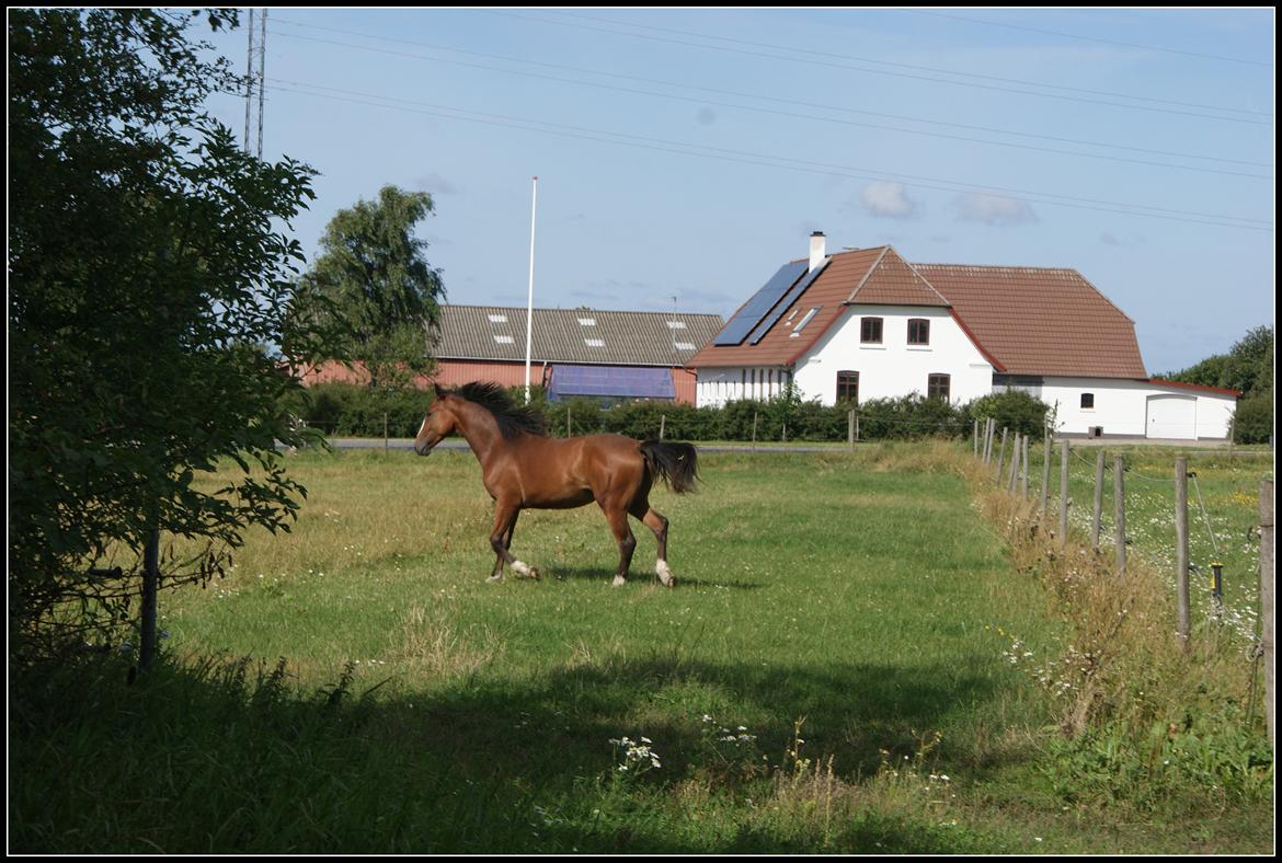 Welsh Partbred (Sec F) Skovsmindes Angelique (Angie) - 15/08/2013 billede 35