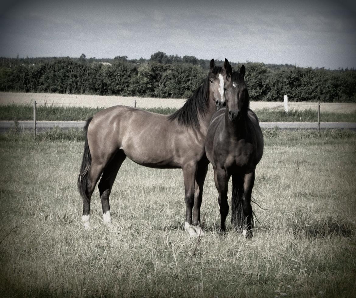 Welsh Partbred (Sec F) Skovsmindes Angelique (Angie) - 15/08/2013 billede 6