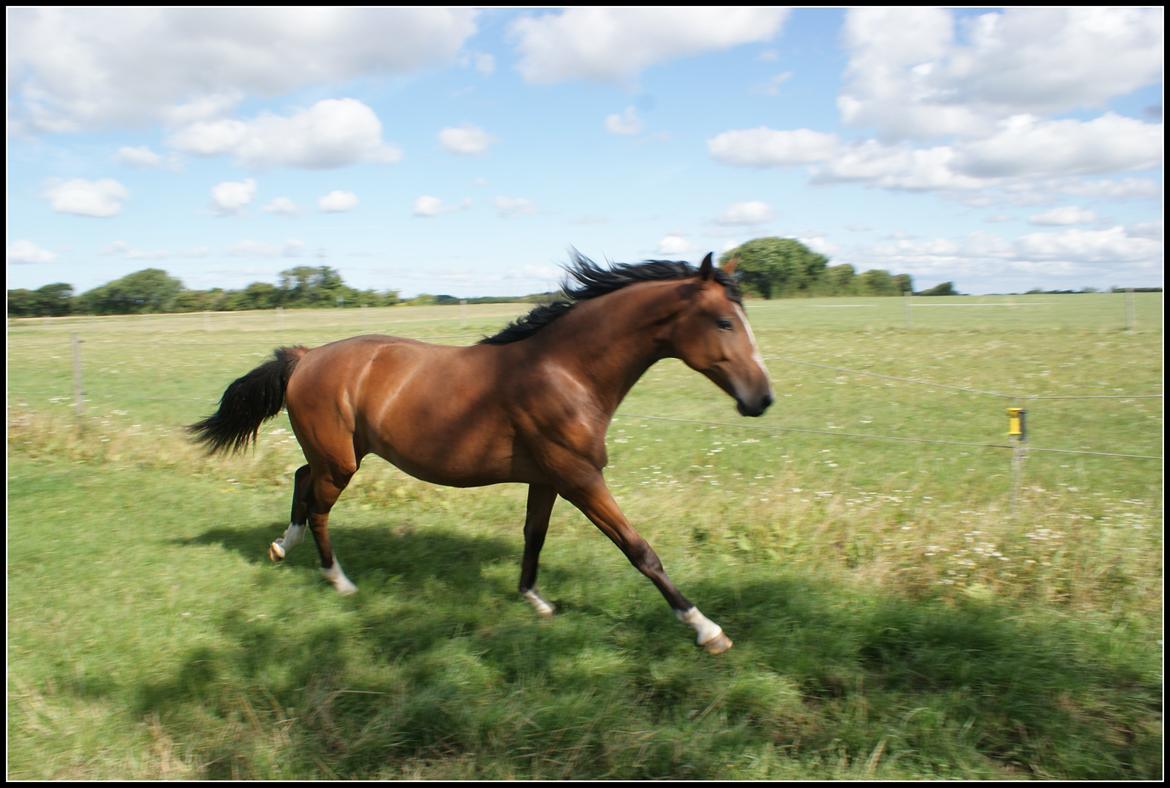 Welsh Partbred (Sec F) Skovsmindes Angelique (Angie) - 15/08/2013 billede 36