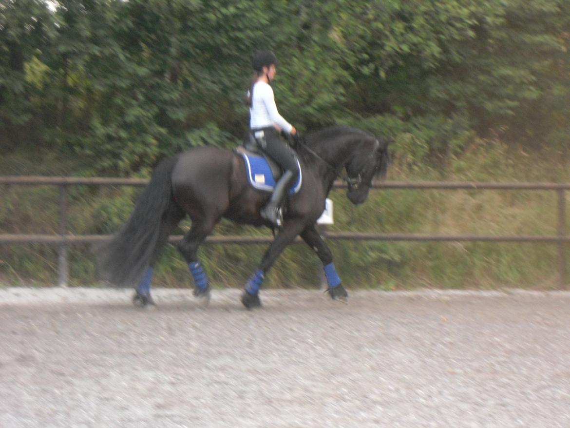 Frieser Jetse Fan Rewert STER billede 19