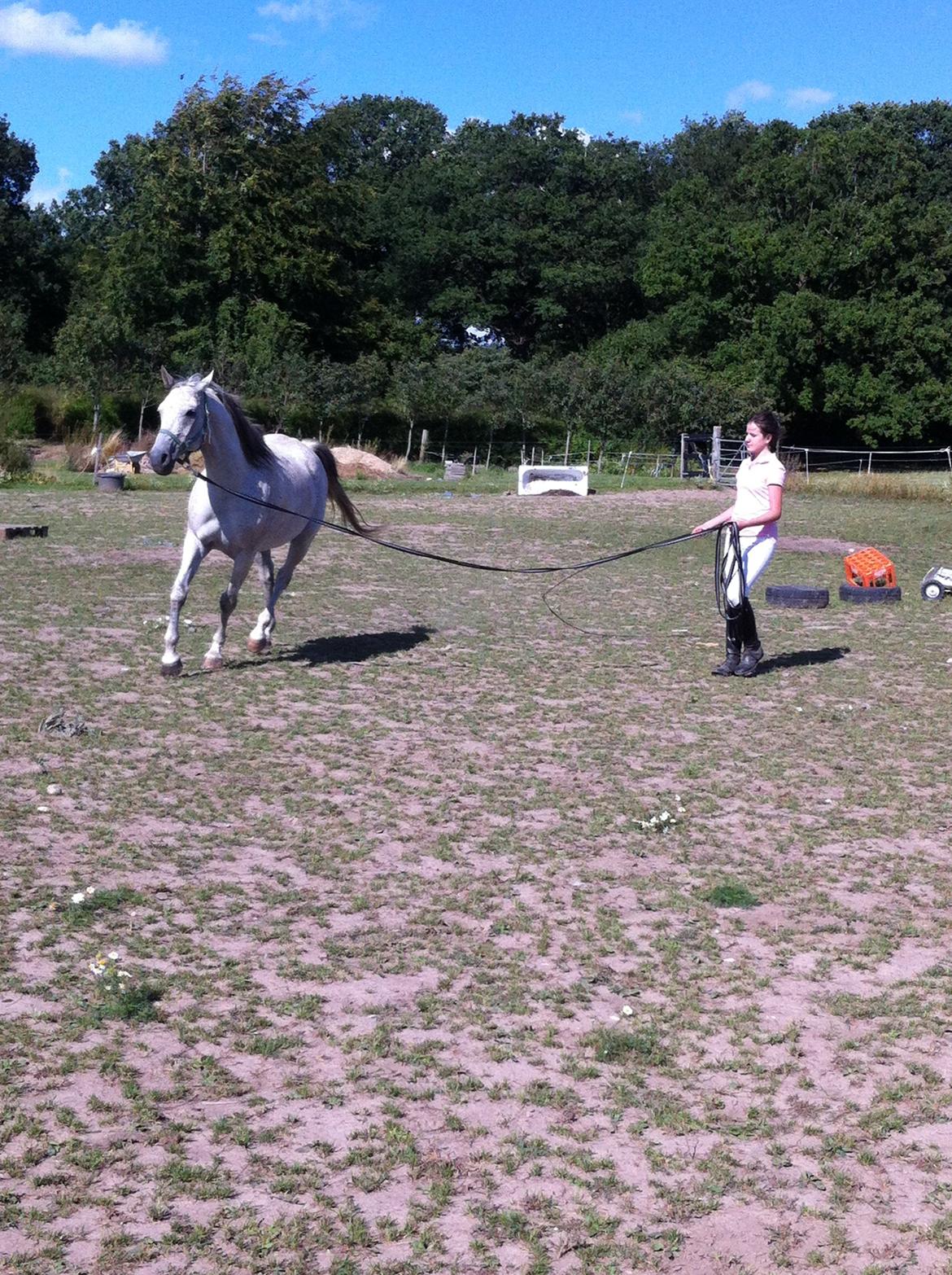 Arabisk fuldblod (OX) Jalle - 1. gang han ikke bare fiser rundt, når jeg longere ham. det er så skønt når det lykkedes :D  billede 13