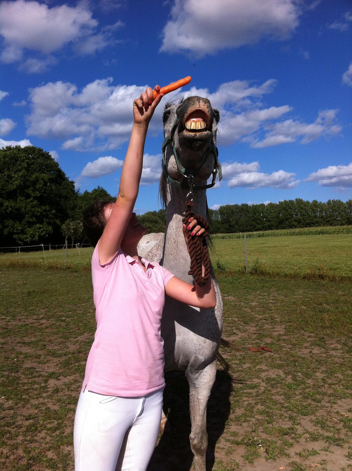 Arabisk fuldblod (OX) Jalle - giv mig, giv mig, giv mig.. :'D  billede 17