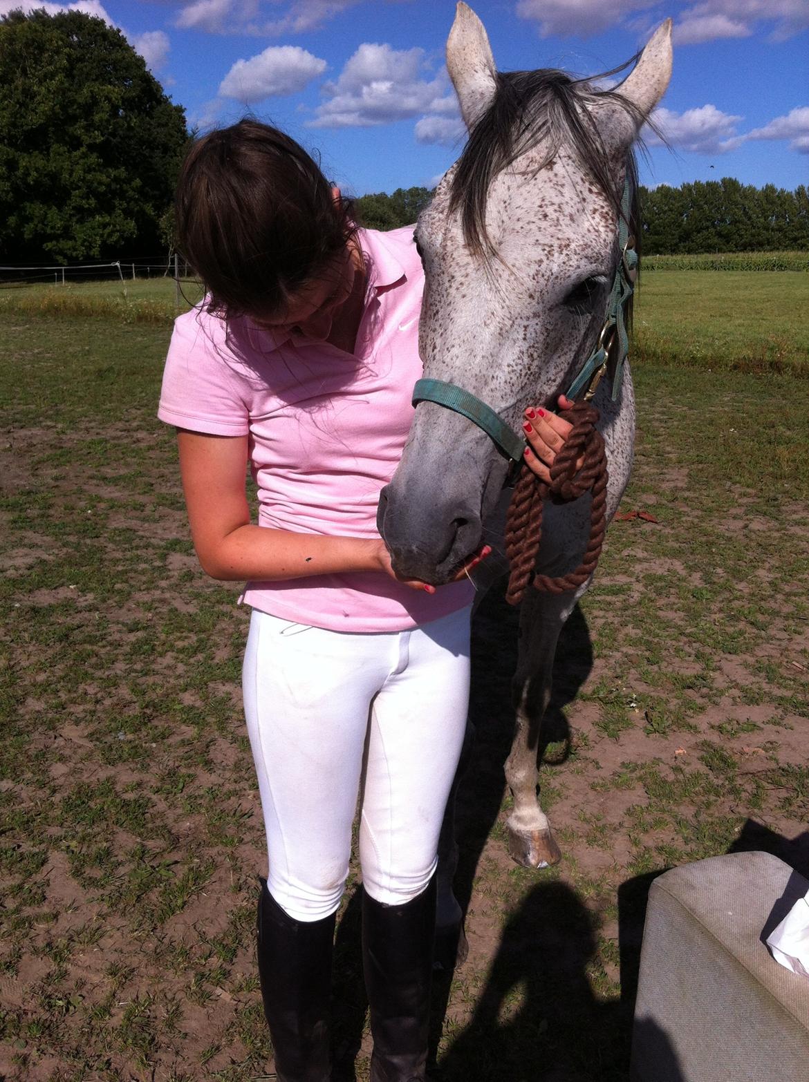 Arabisk fuldblod (OX) Jalle - mums.. dejlig gulerod ^.^ billede 18