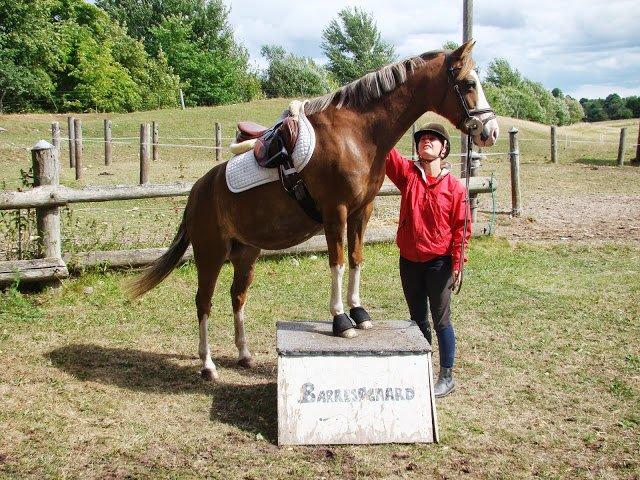 Tysk Sportspony Fee 768 billede 17