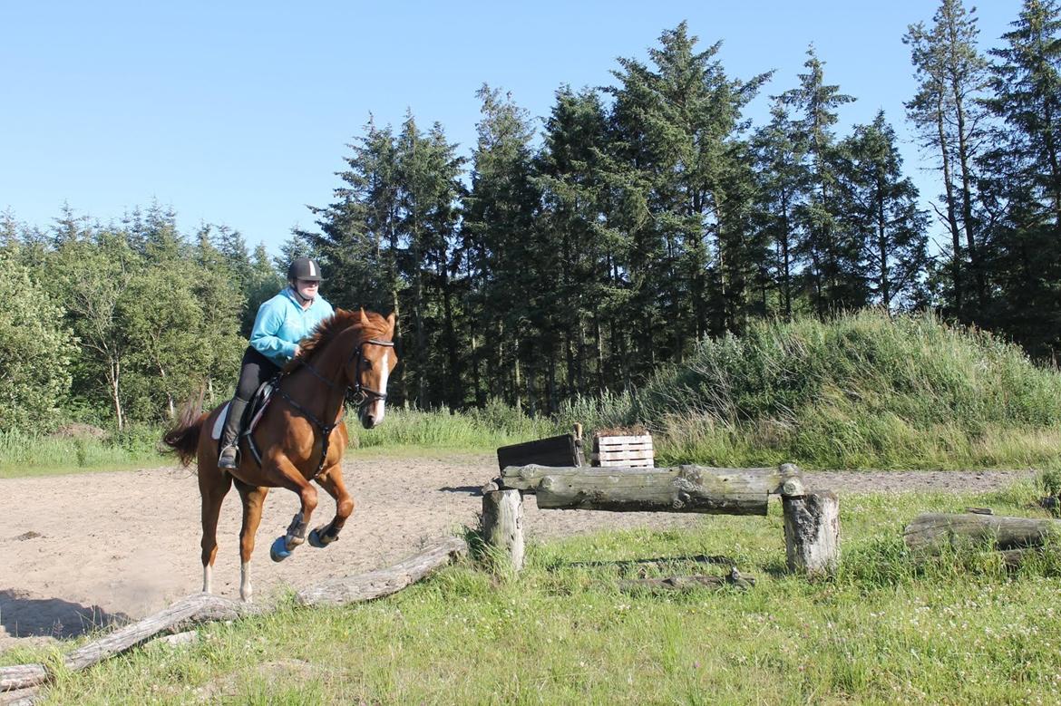 Dansk Varmblod Dahl's kenzo billede 21