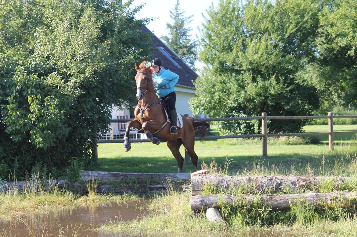 Dansk Varmblod Dahl's kenzo billede 22