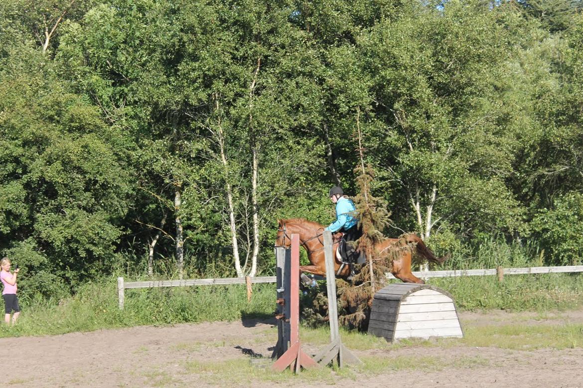 Dansk Varmblod Dahl's kenzo billede 23