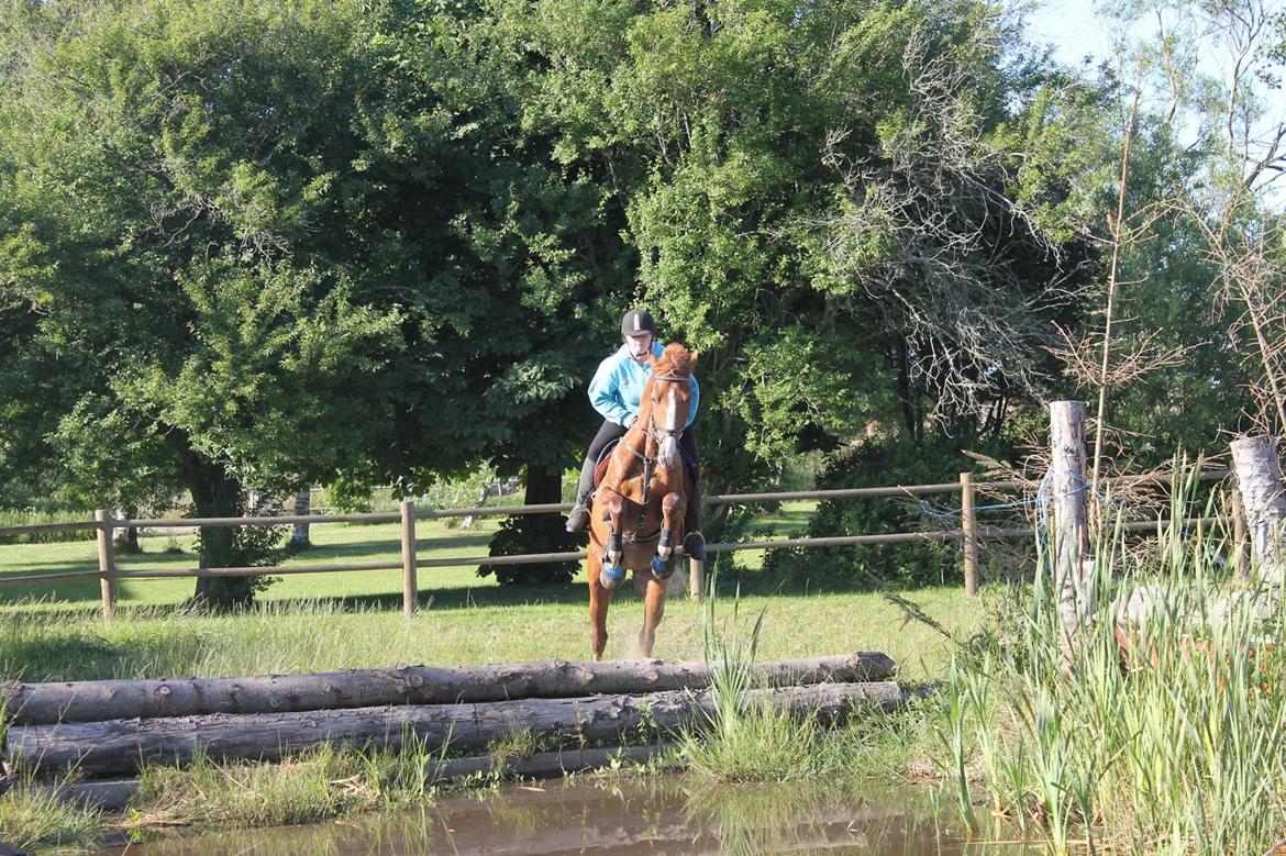 Dansk Varmblod Dahl's kenzo billede 24