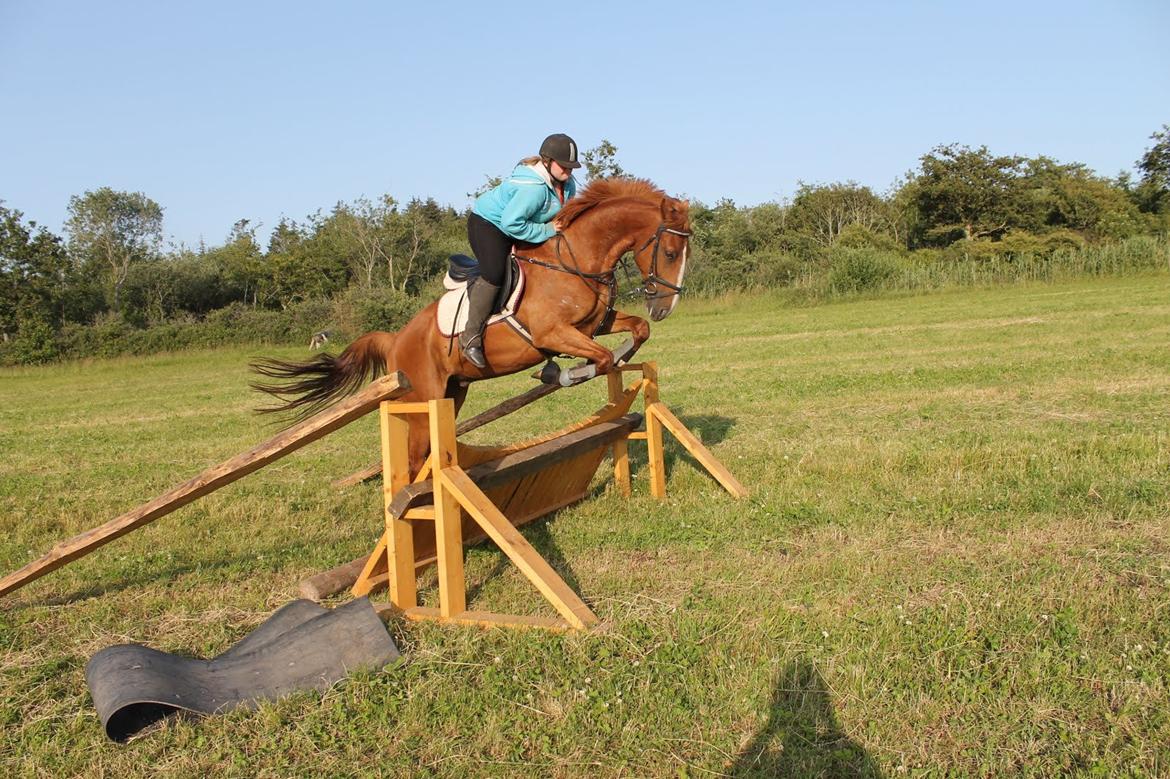 Dansk Varmblod Dahl's kenzo billede 25