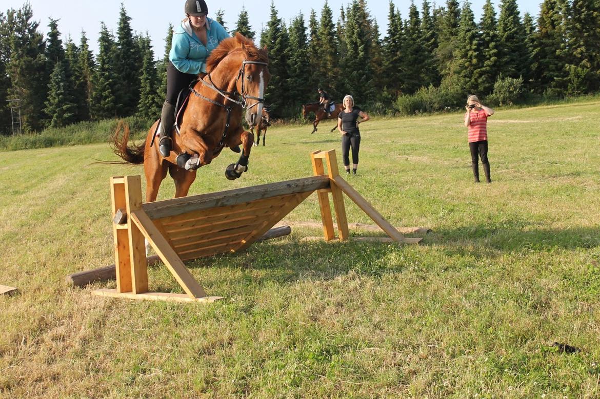 Dansk Varmblod Dahl's kenzo billede 26