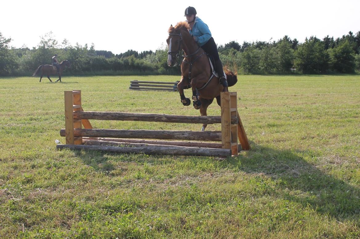 Dansk Varmblod Dahl's kenzo billede 27