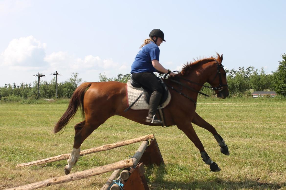 Dansk Varmblod Dahl's kenzo billede 28