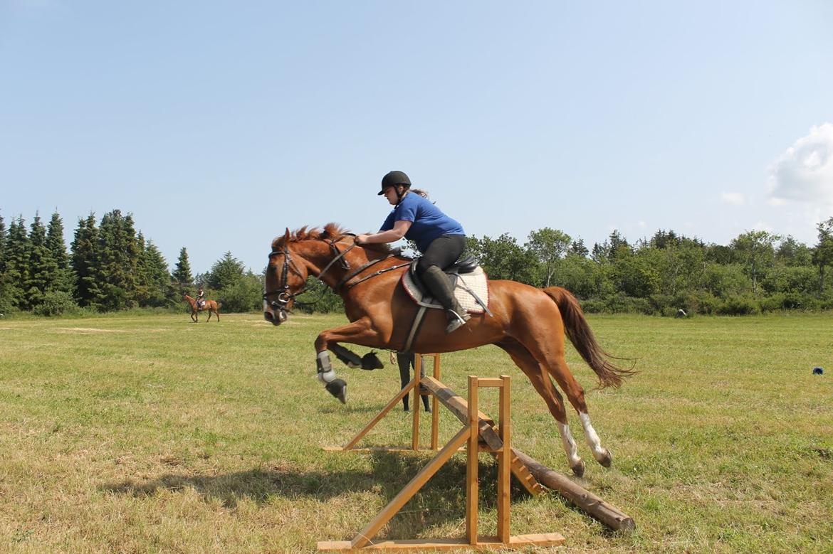 Dansk Varmblod Dahl's kenzo billede 29