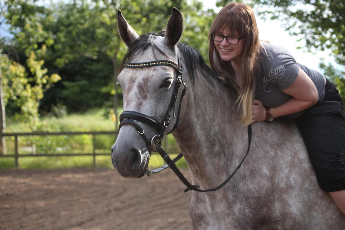 Sportsaraber (A) LOBERGS ARABIAN DACAPO - Dacapo d. 15 august 2013
Fotograf: Bella  billede 18