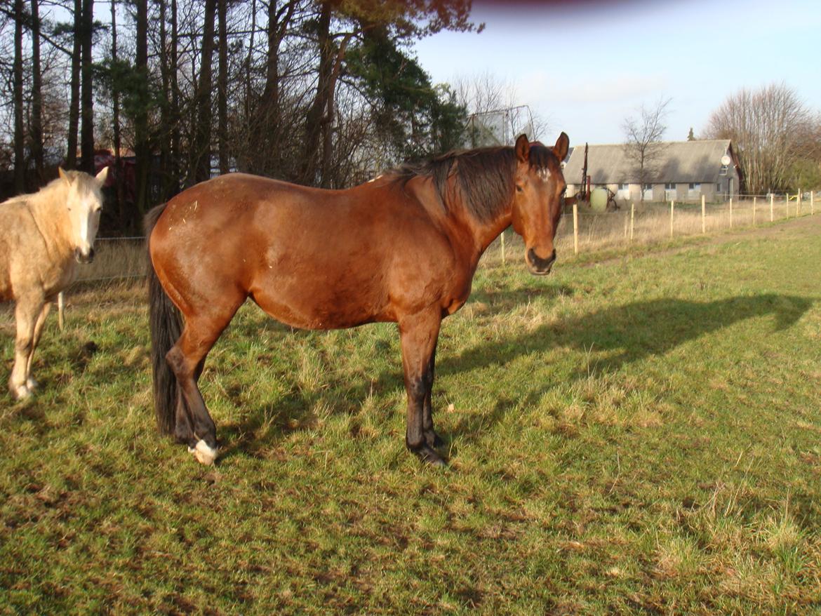 Dansk Varmblod Mølleåens Svetlana - 2008 - drægtig med Vida billede 21