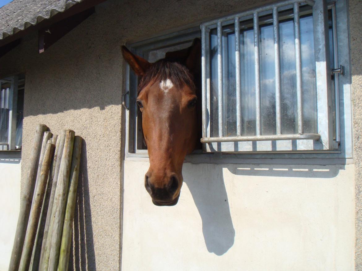 Dansk Varmblod Mølleåens Svetlana - 2008 - kigger ud fra sin "gamle" lejlighed billede 22