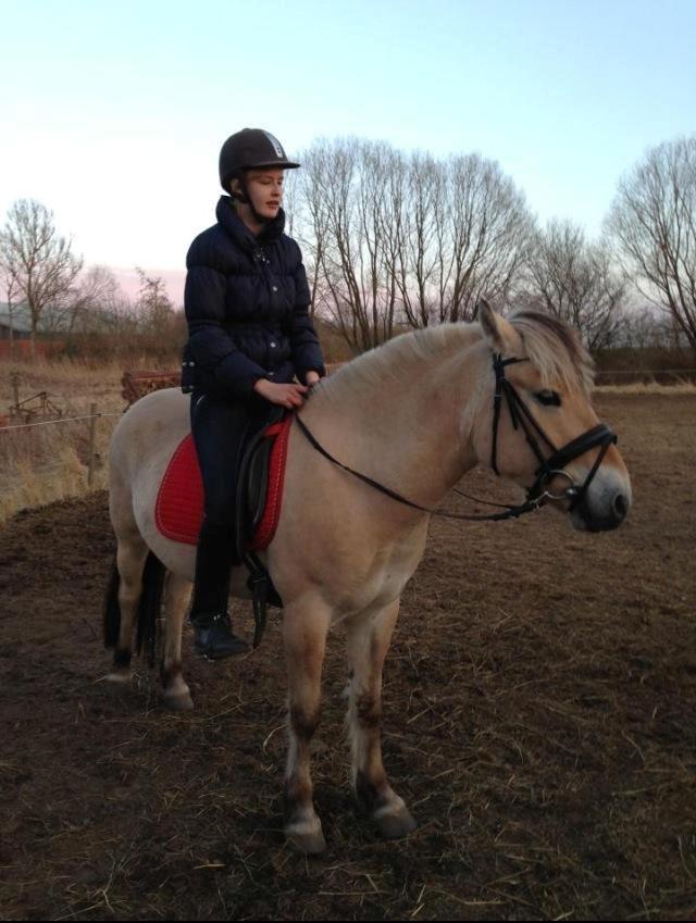 Fjordhest Jasper Pride - Jasper med rytter.. - Mig :-) billede 13