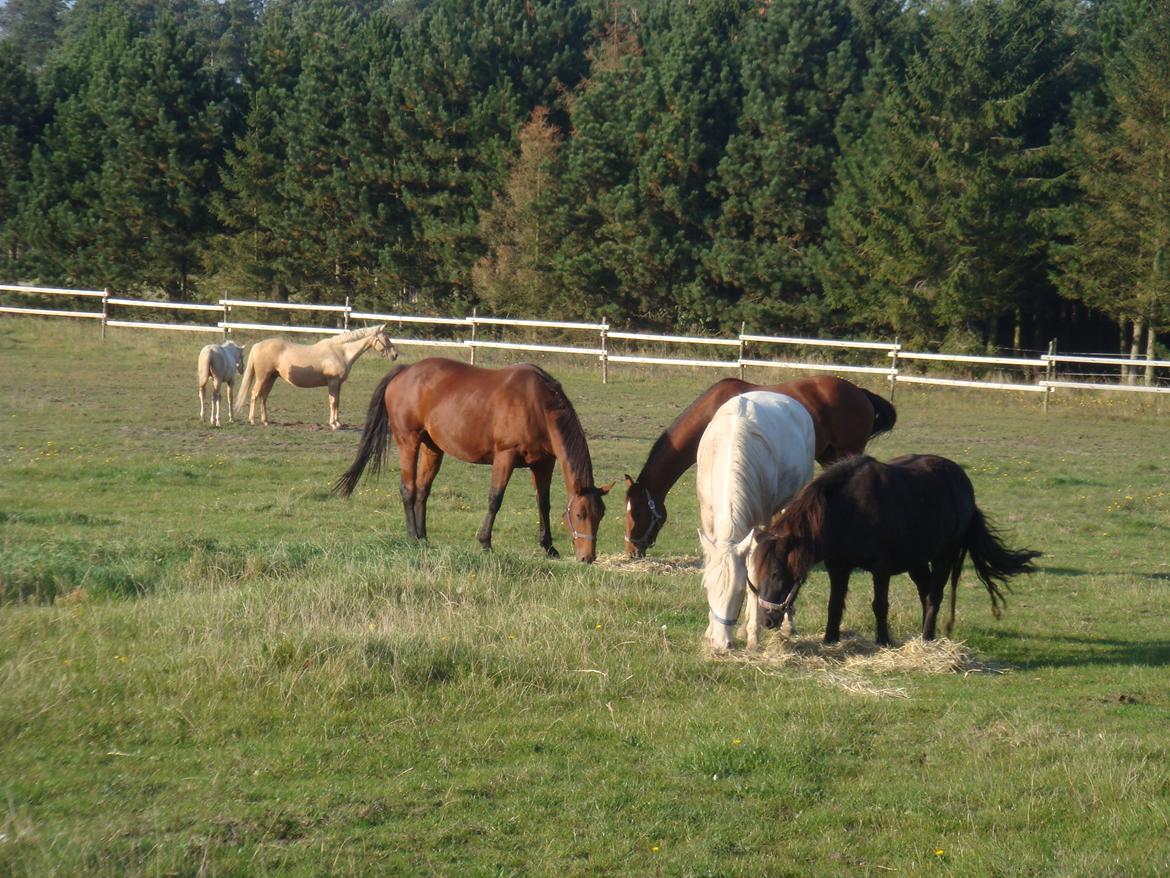 Dansk Varmblod Mølleåens Svetlana - Svetlana og vennerne i 2010:-) billede 24