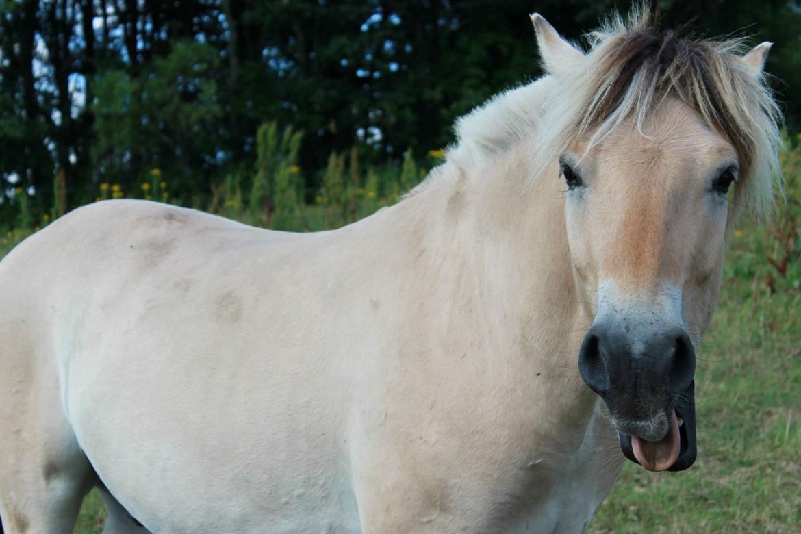 Fjordhest Jasper Pride billede 28