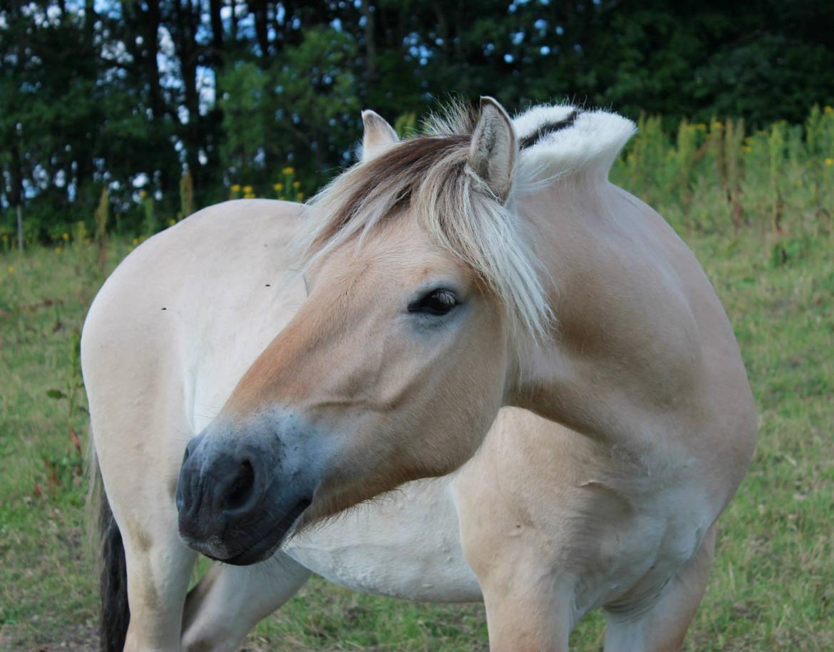 Fjordhest Jasper Pride billede 3