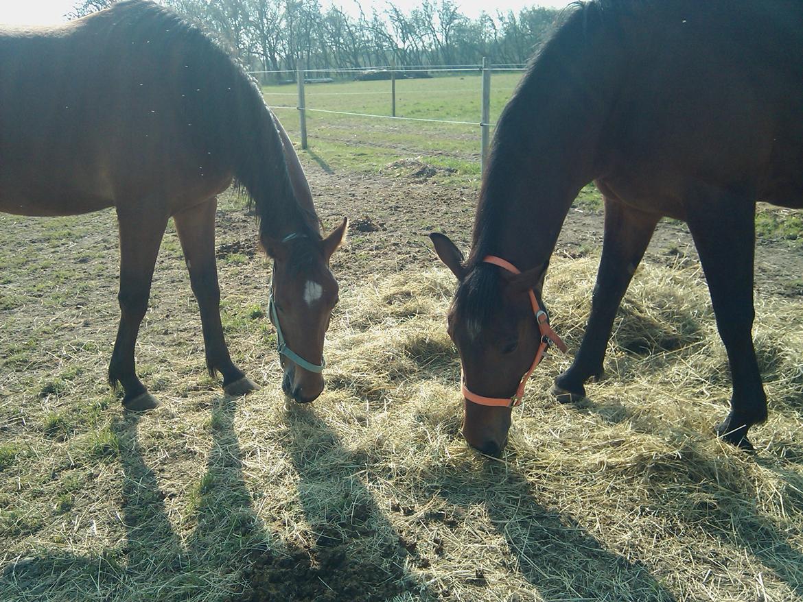 Dansk Varmblod Mølleåens Svetlana - Svetlana til højre og Vida til venstre - som mor så datter :-) 2011 billede 25