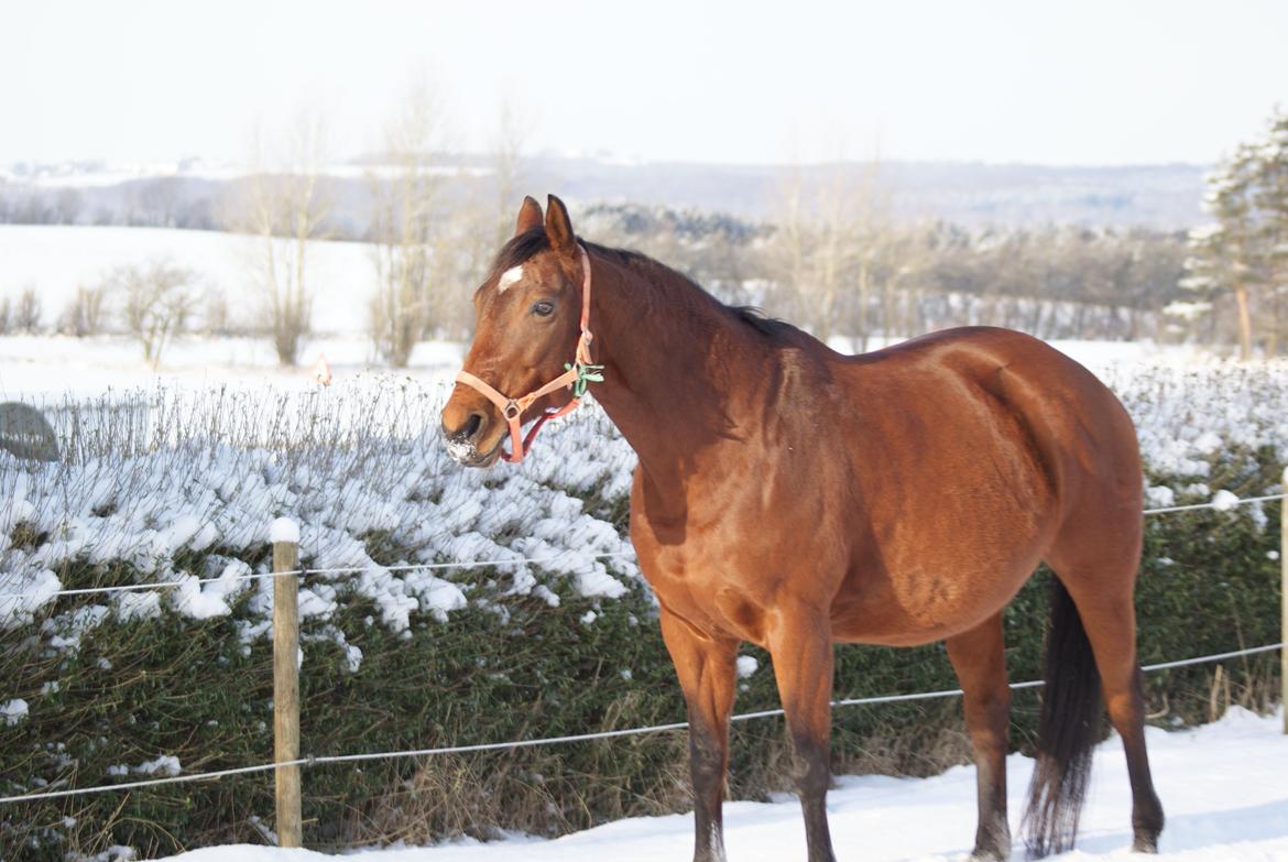 Dansk Varmblod Mølleåens Svetlana - Drægtig med Lucky Look - 2012 billede 26