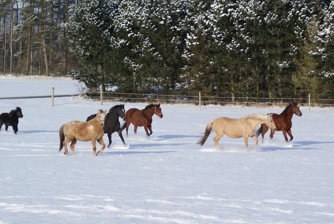 Dansk Varmblod Mølleåens Svetlana - Svetlana og vennerne - 2012 billede 27