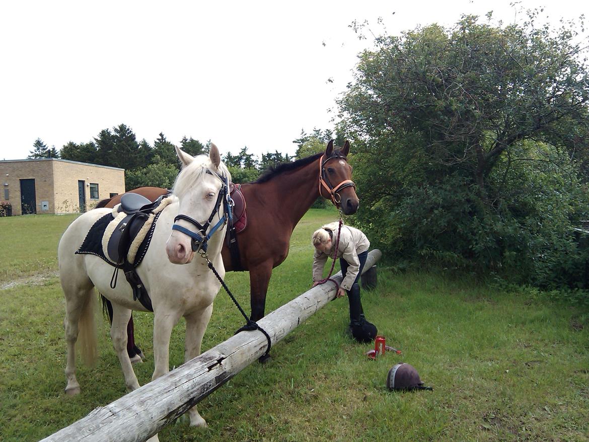 Dansk Varmblod Mølleåens Svetlana - Svetlana er aldrig bleg for en frisk, lang skovtur. billede 29