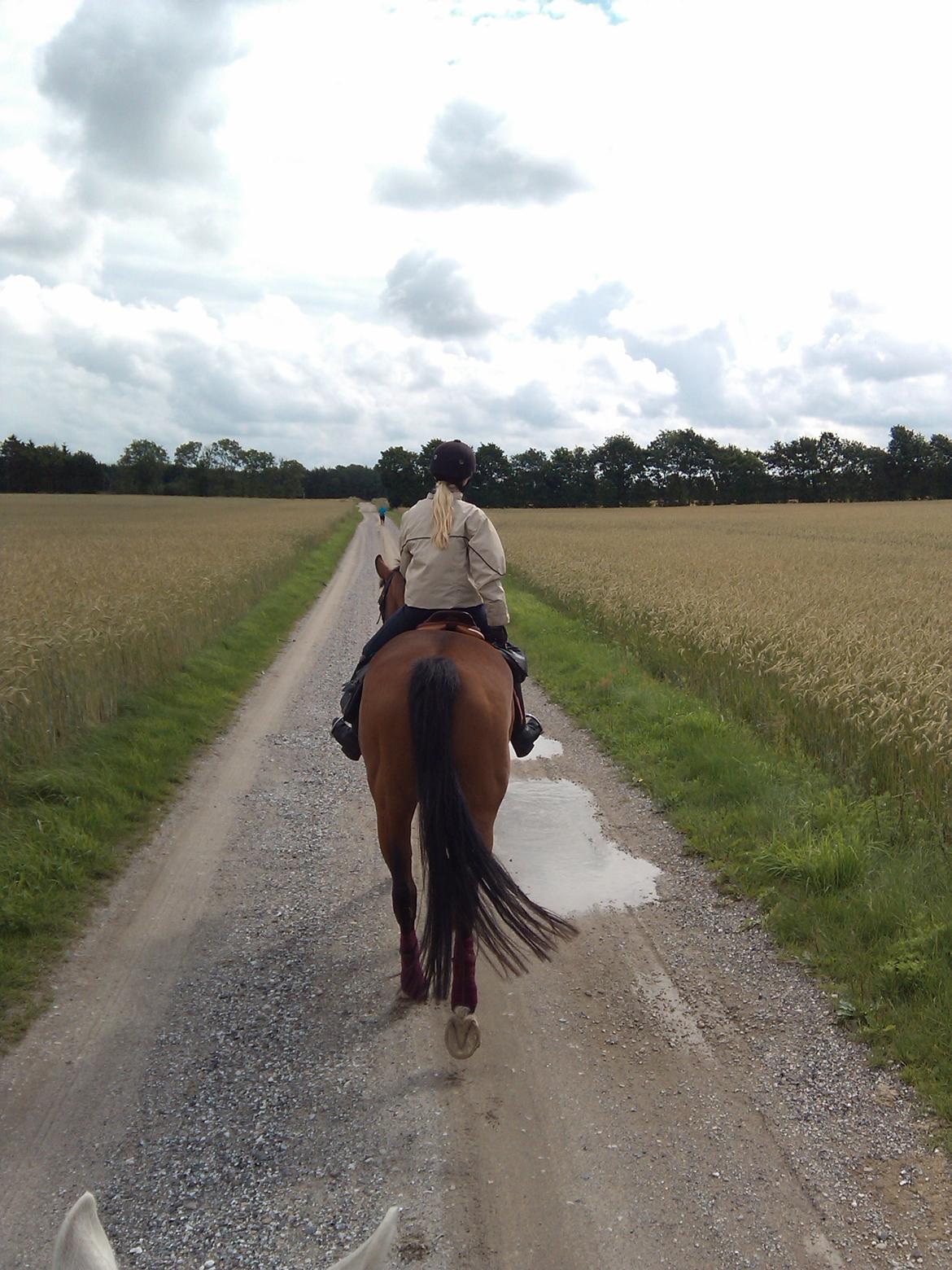 Dansk Varmblod Mølleåens Svetlana - "Rumpelana" indtager landevejen med Anne som rytter. billede 30