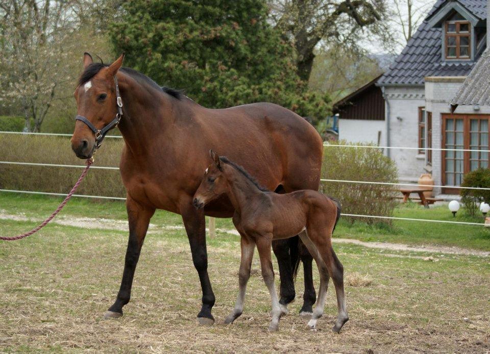 Dansk Varmblod Mølleåens Svetlana - Mor vise baby frem - 2012 billede 31
