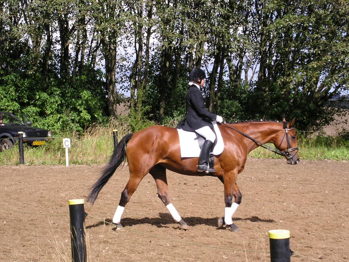 Dansk Varmblod Mølleåens Svetlana - Billede fra første stævne billede 35