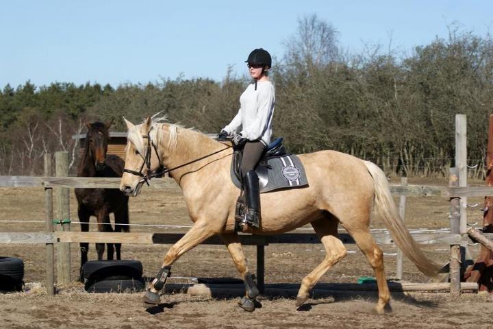 Palomino Gazia billede 15