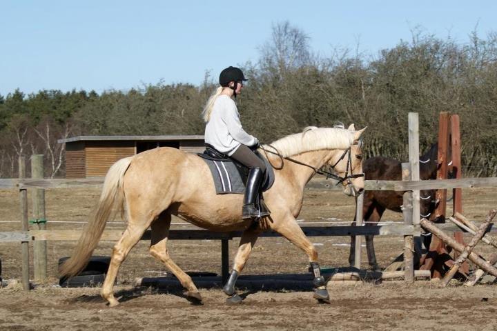 Palomino Gazia billede 16