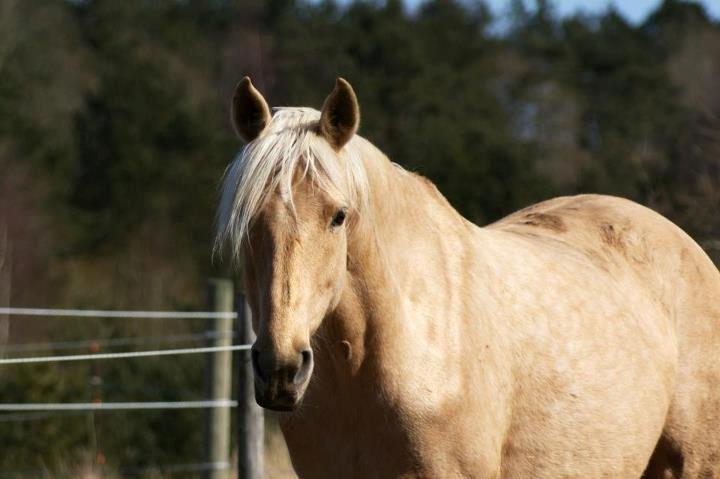 Palomino Gazia billede 17